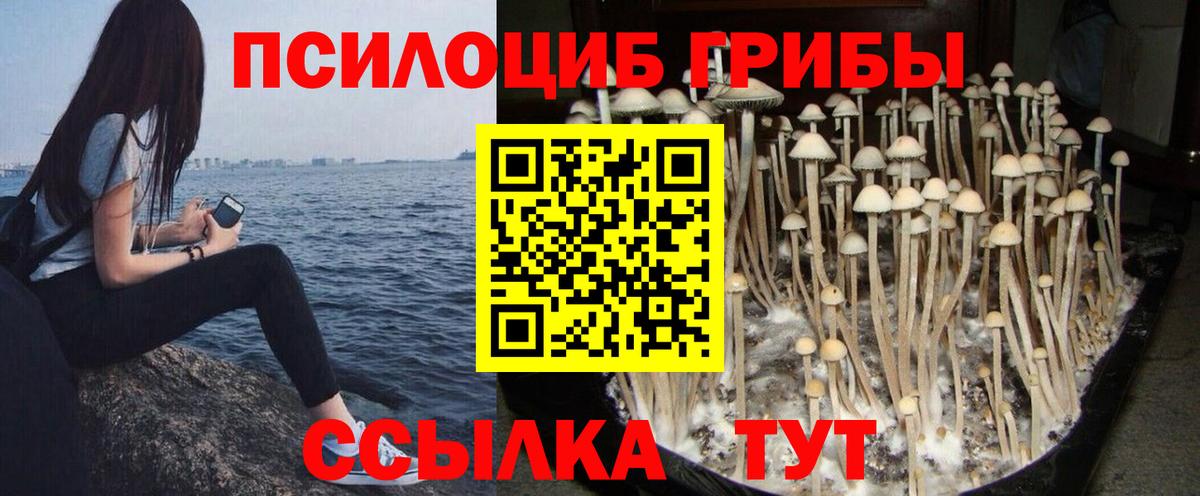 Галлюциногенные грибы MAGIC MUSHROOMS  Псилоцибиновые грибы прущие грибы  Ртищево  Вход с VPN 